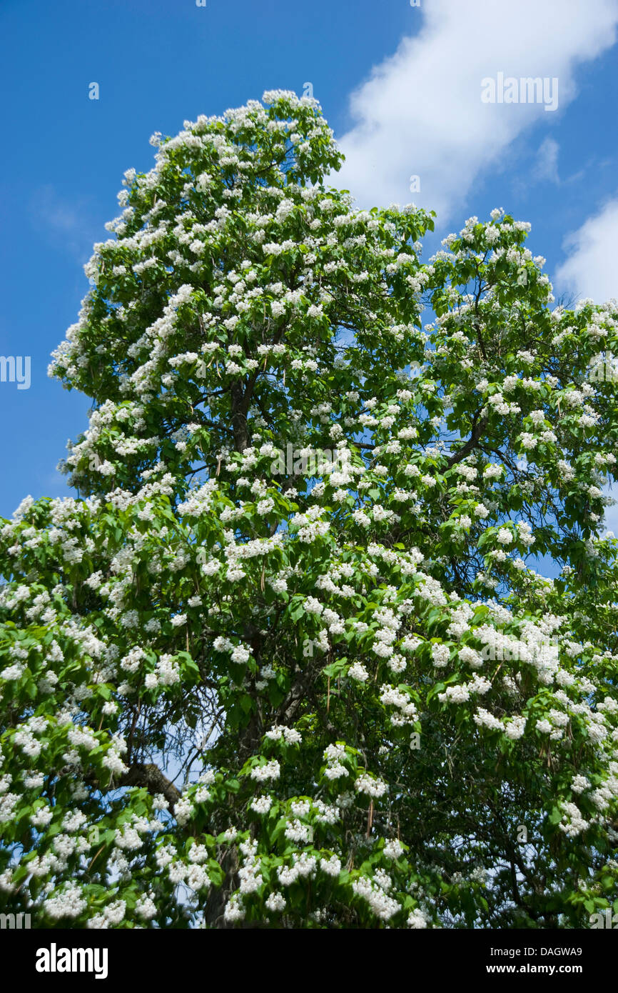 Indian bean tree (Catalpa bignonioides), blooming Stock Photo