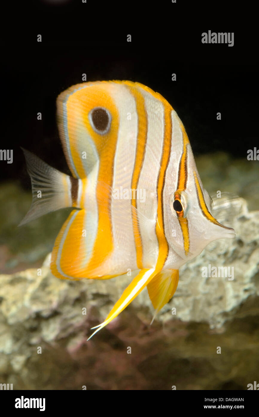 copper-banded butterflyfish, copperband butterflyfish, long-nosed butterflyfish, beaked coralfish (Chelmon rostratus), swimming Stock Photo