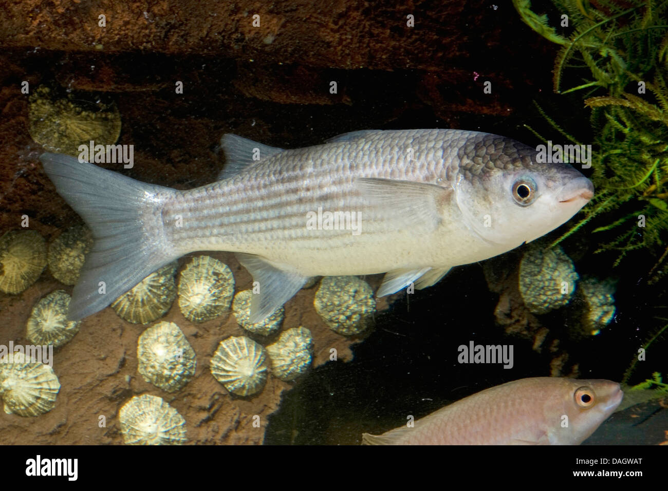 Thick-lipped grey mullet, Thick-lip grey mullet, Thicklip grey mullet (Chelon labrosus, Mugil chelo, Mugil provensalis), two mullets and some limpets Stock Photo