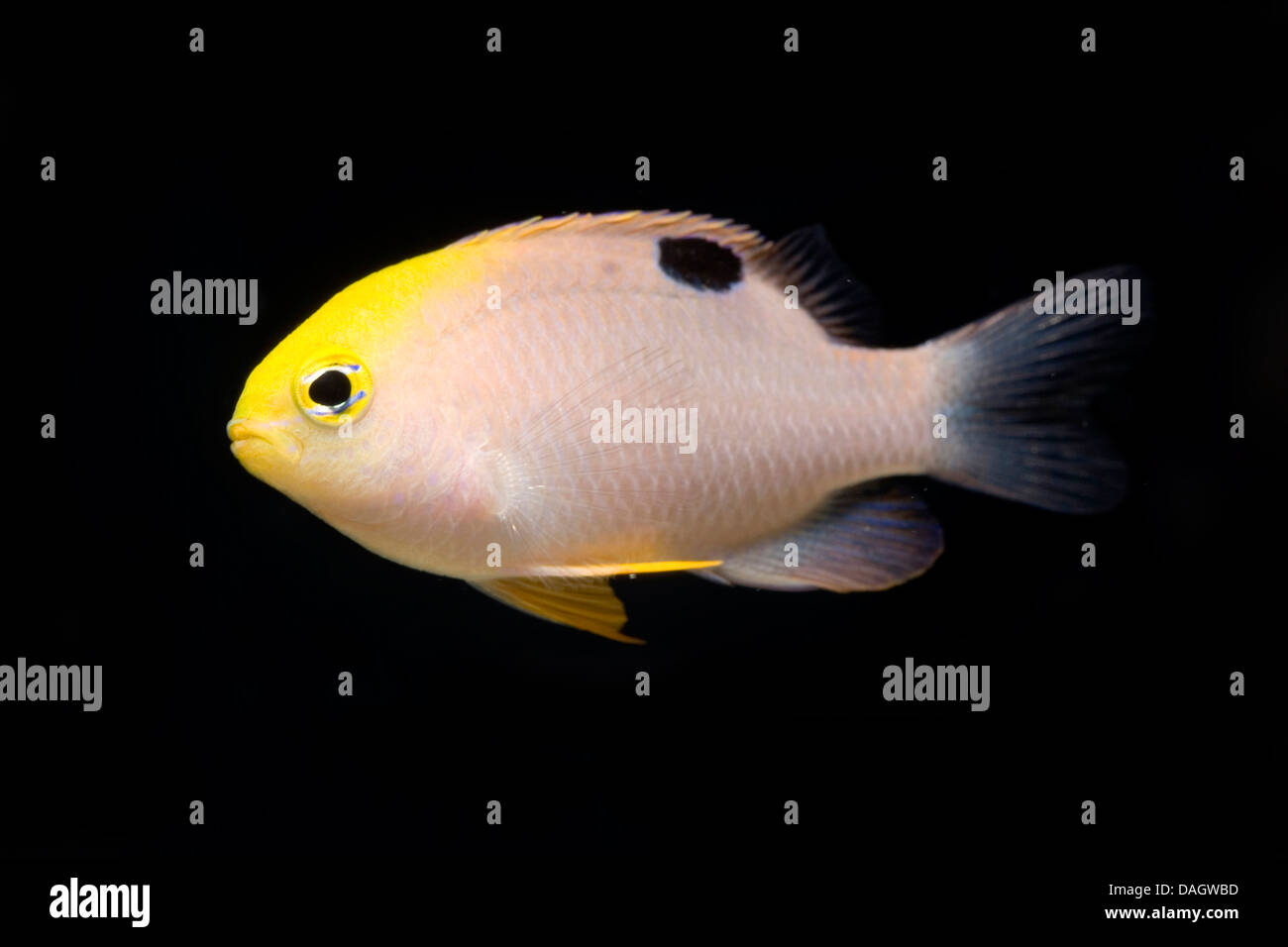 Talbot's Damsel (Chrysiptera talboti), swimming Stock Photo