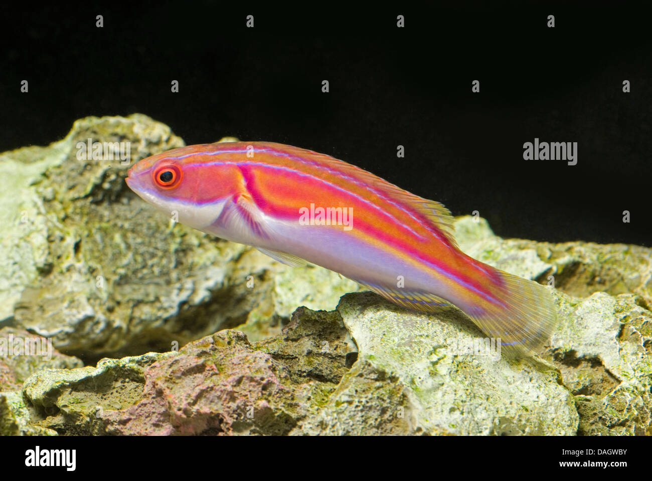 Labouteis Fairy Wrasse (Cirrhilabrus laboutei), swimming Stock Photo