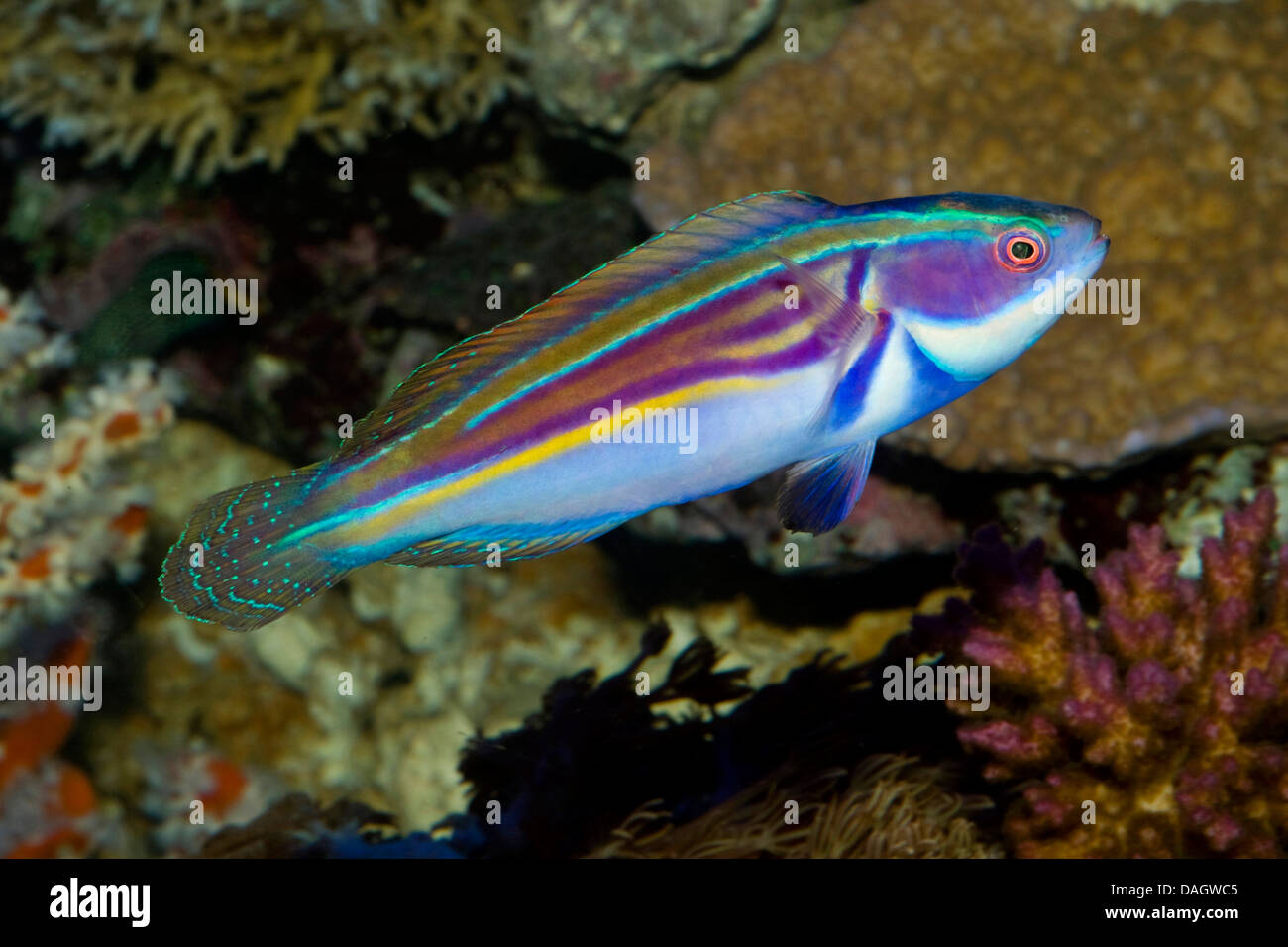 Labouteis Fairy Wrasse (Cirrhilabrus laboutei), swimming Stock Photo