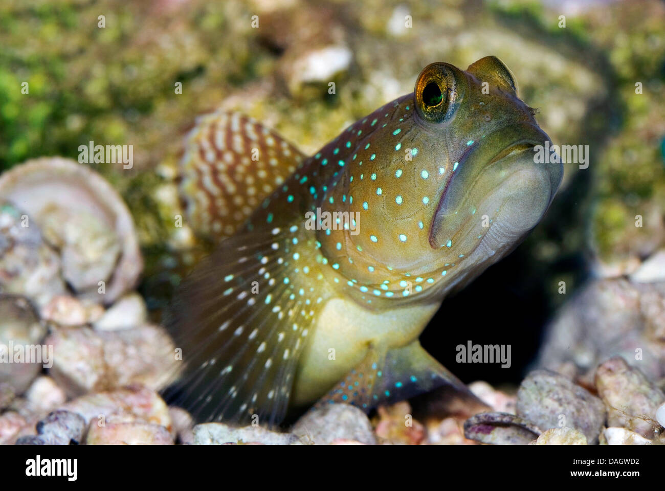 Yellow prawn-goby (Cryptocentrus cinctus), at a pebble ground Stock Photo