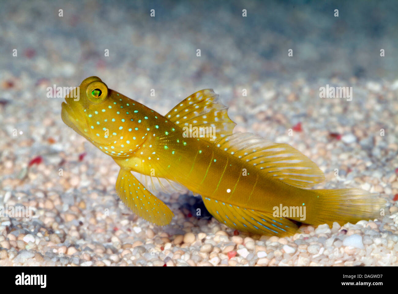Yellow prawn-goby (Cryptocentrus cinctus), at a gravel ground Stock Photo