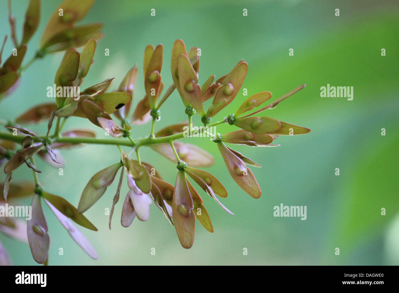 ailanthus altissima seeds bloom Stock Photo