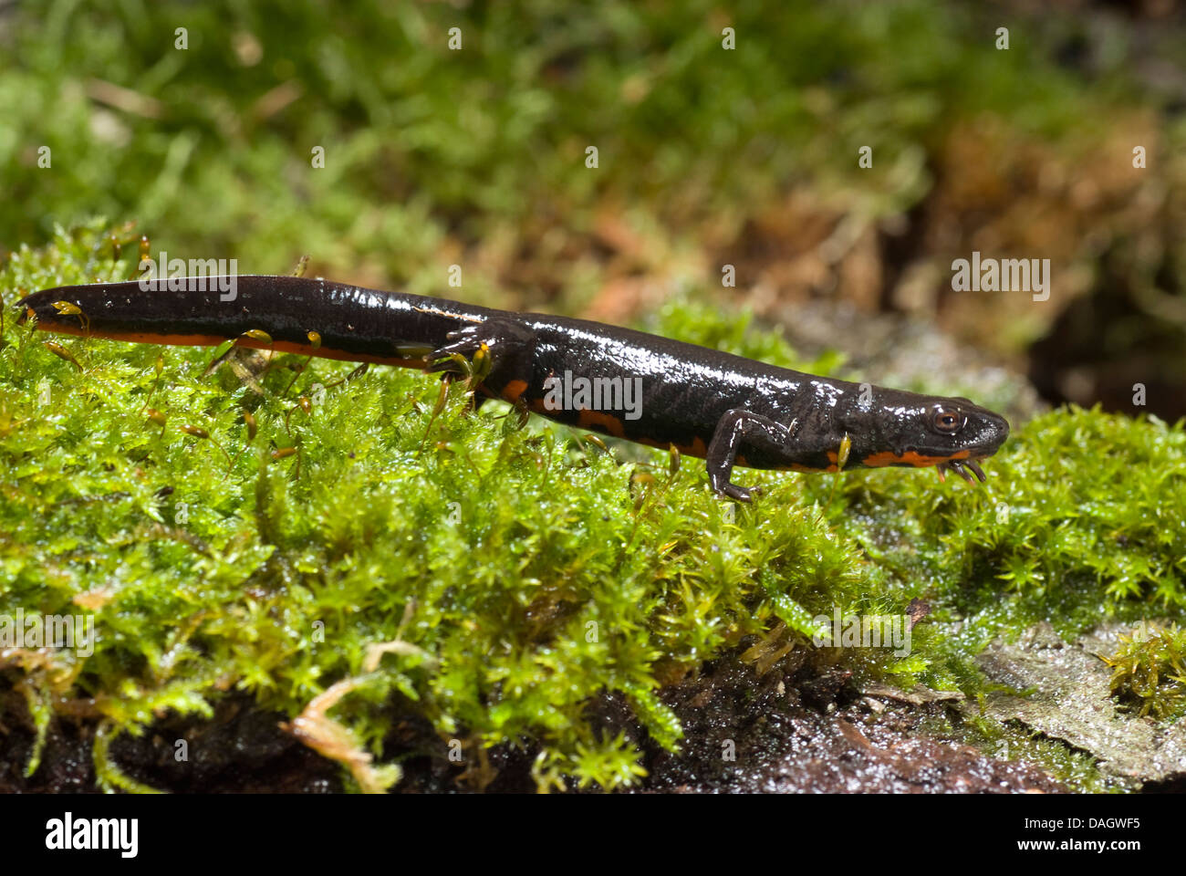 Chinese dwarf newt, Chinese fire bellied newt (Cynops orientalis), on moss Stock Photo