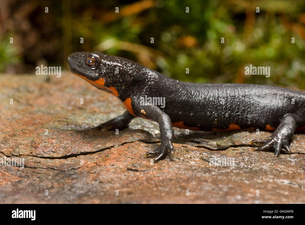 Chinese dwarf newt, Chinese fire bellied newt (Cynops orientalis), on a stone Stock Photo