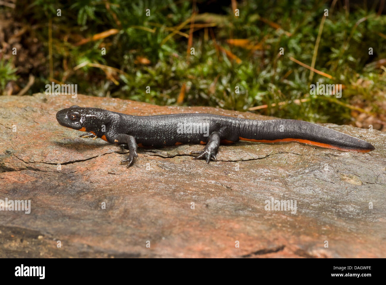 Chinese dwarf newt, Chinese fire bellied newt (Cynops orientalis), on a stone Stock Photo
