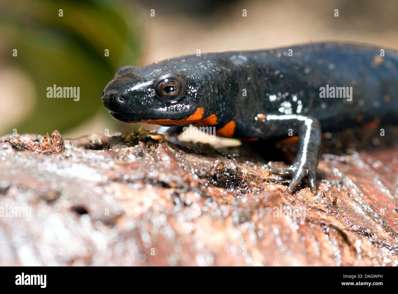 Chinese dwarf newt, Chinese fire bellied newt (Cynops orientalis), portrait Stock Photo