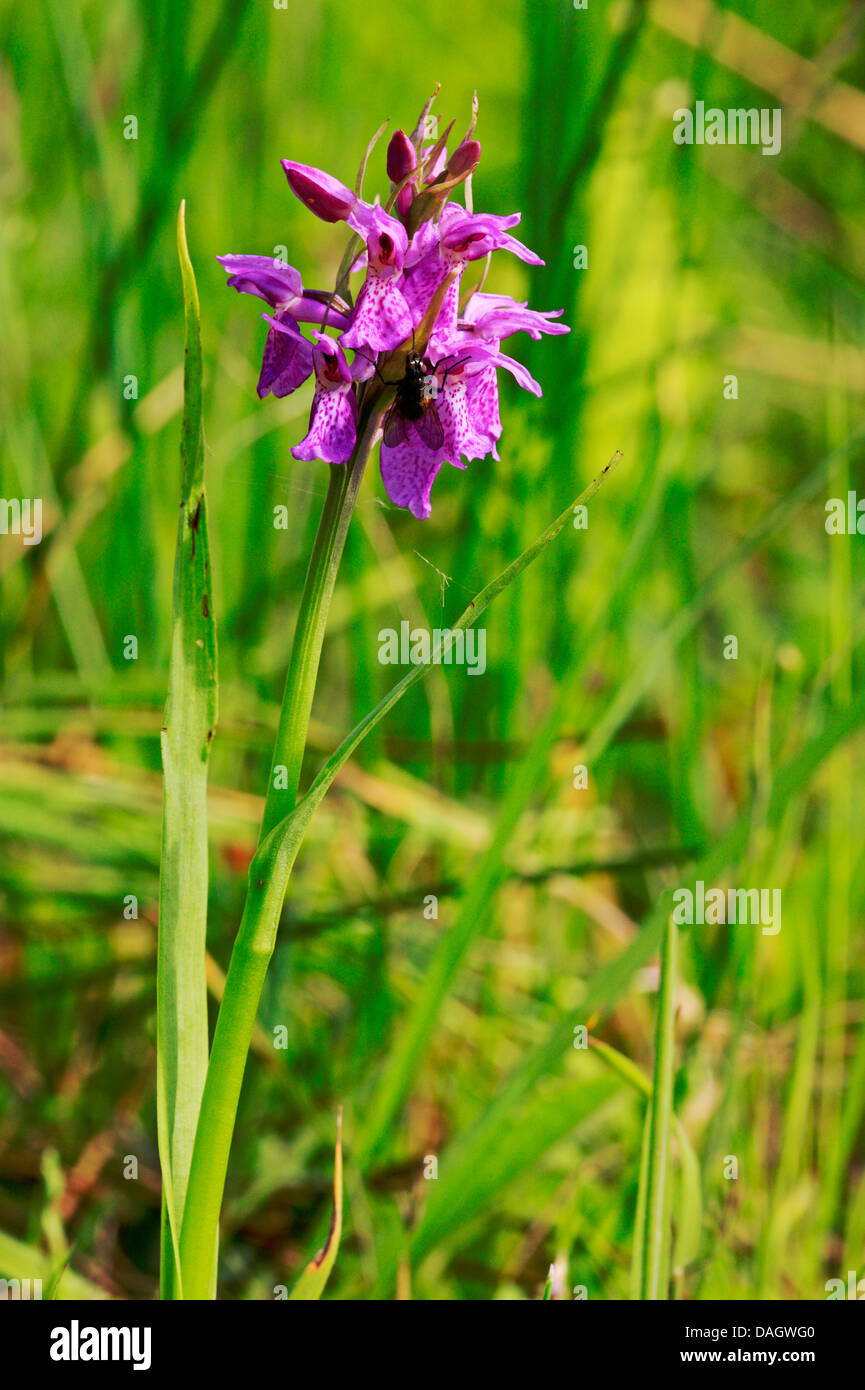 A view of a Narrow-leaved Marsh-orchid at Upton Fen, Norfolk, England, United Kingdom. Stock Photo