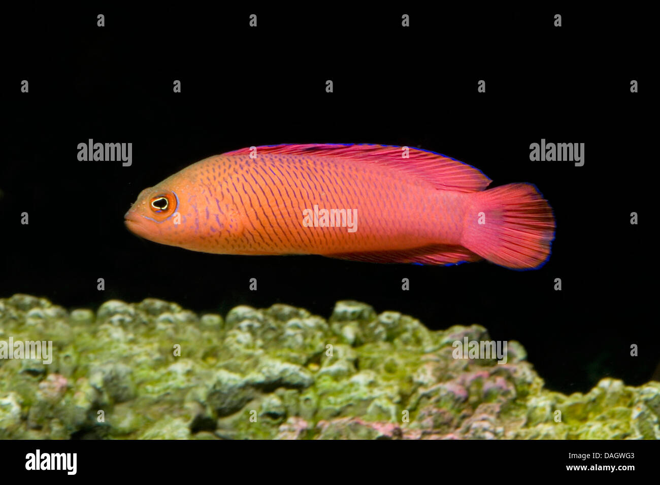 Oblique-Lined Dottyback (Cypho purpurascens), swimming at the coral reef Stock Photo