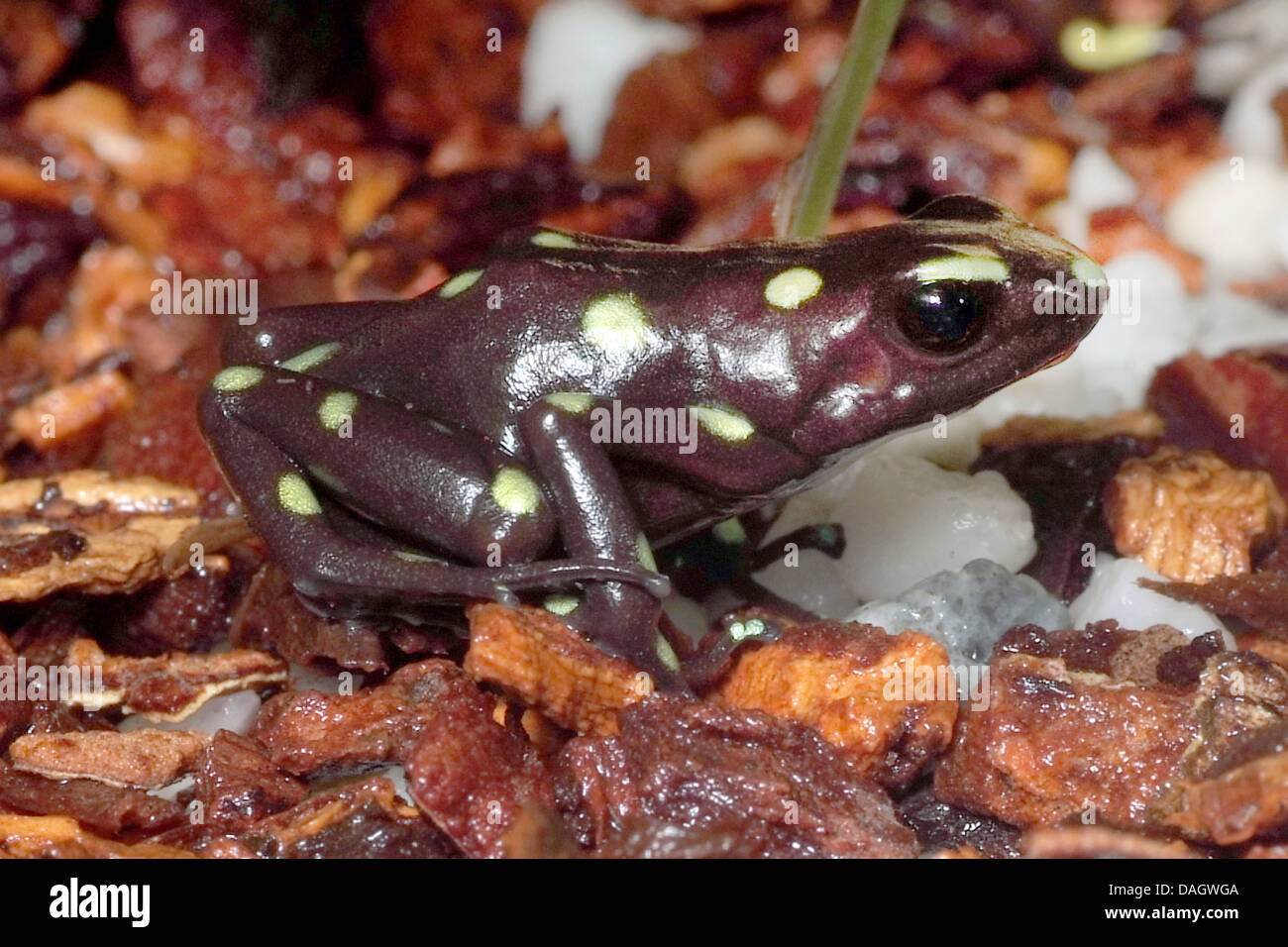 Green and black poison-arrow frog, Green and black poison frog (Dendrobates auratus), black and yellow morph from the canal zone, KZ Ffm Stock Photo