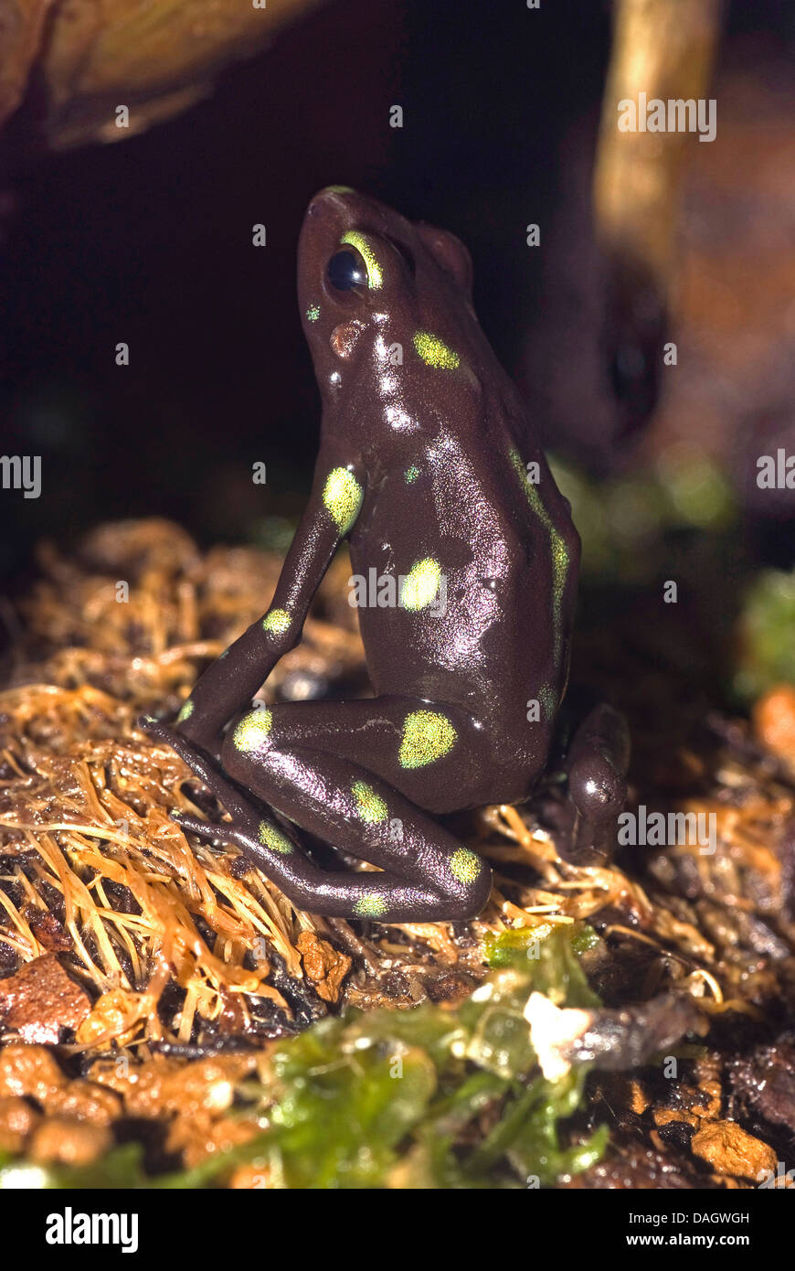 Green and black poison-arrow frog, Green and black poison frog (Dendrobates auratus), black and yellow morph from the canal zone, KZ Ffm Stock Photo