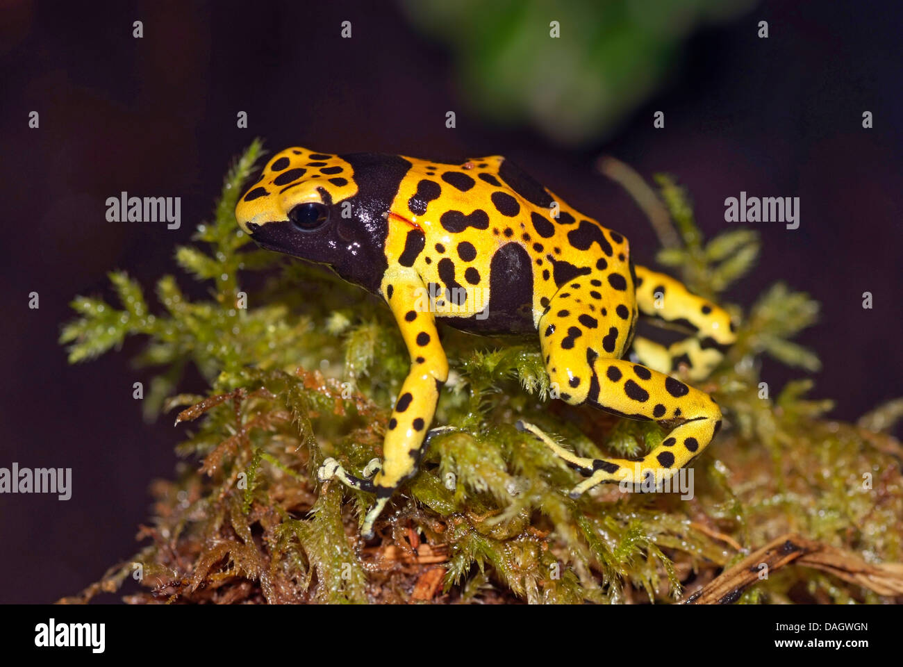yellow-banded poison dart frog, yellow banded poison frog, bumble bee poison arrow frog (Dendrobates leucomelas), morph Bolivar, KoeZ708 Stock Photo