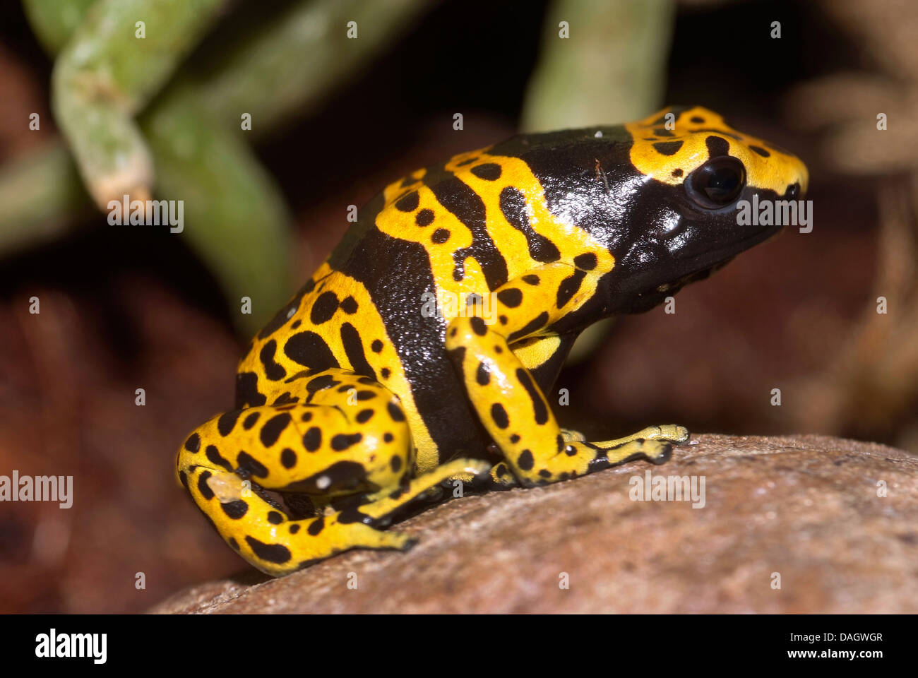 yellow-banded poison dart frog, yellow banded poison frog, bumble bee poison arrow frog (Dendrobates leucomelas), morph Bolivar Stock Photo