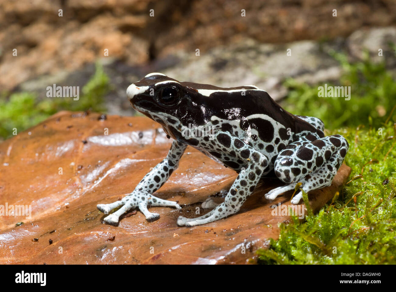 dyeing poison-arrow frog, Dyeing poison frog (Dendrobates tinctorius), black-spotted grey morph sitting on a leaf on the ground Stock Photo