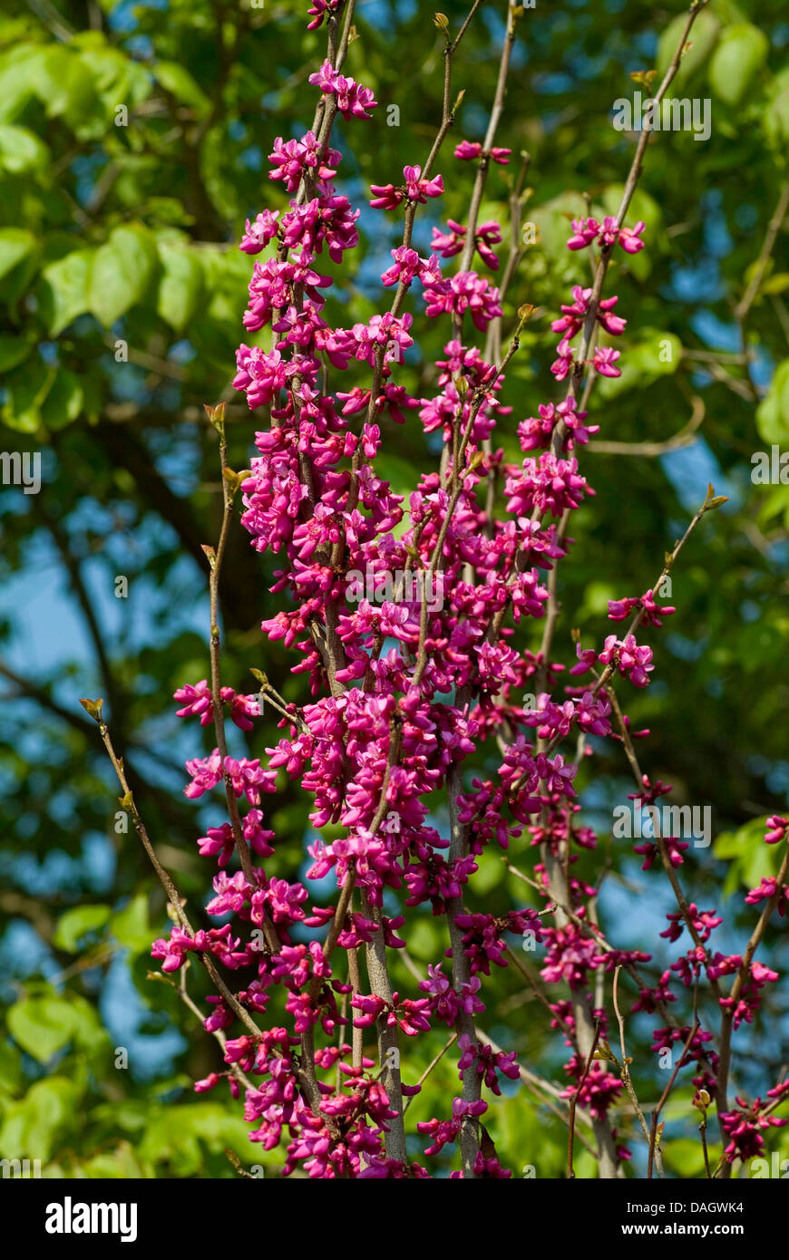 judas tree (Cercis siliquastrum), flowering Stock Photo Alamy