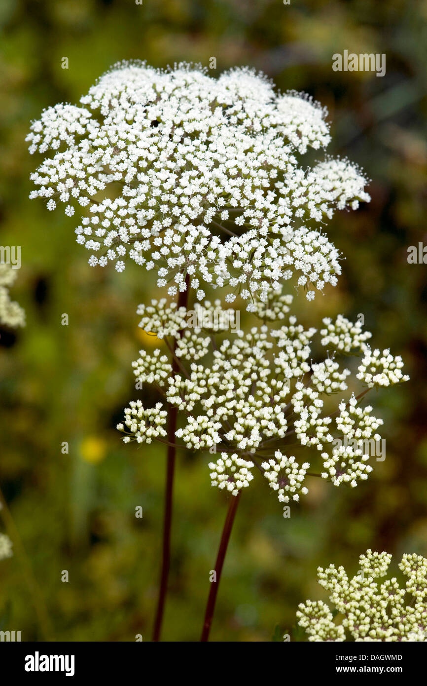 Snowparsley (Cnidium dubium), blooming, Germany Stock Photo