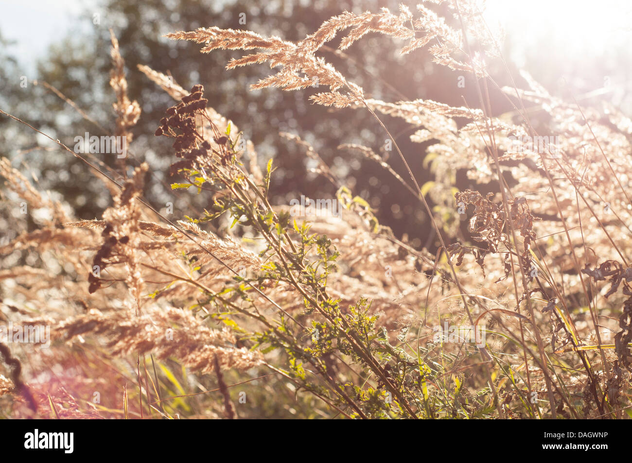 An image of dried grass Stock Photo