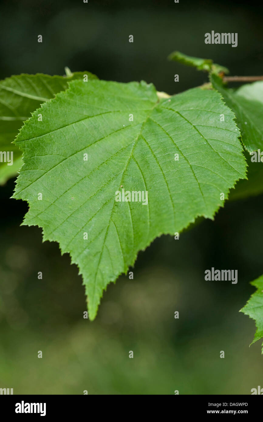 Common hazel (Corylus avellana), hazelnut leaf, Germany Stock Photo - Alamy