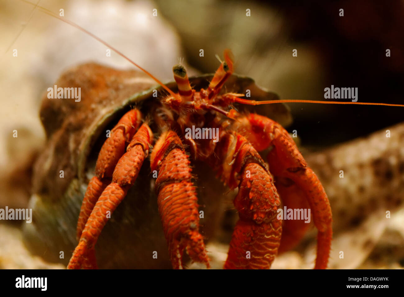 Hermit crab, Dardanus arrosor Stock Photo - Alamy