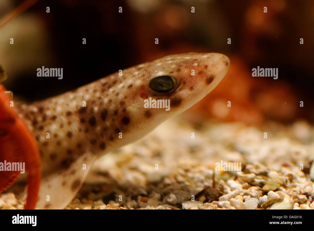 Lesser Spotted Dogfish Scyliorhinus canicula adult, close up. Stock Photo