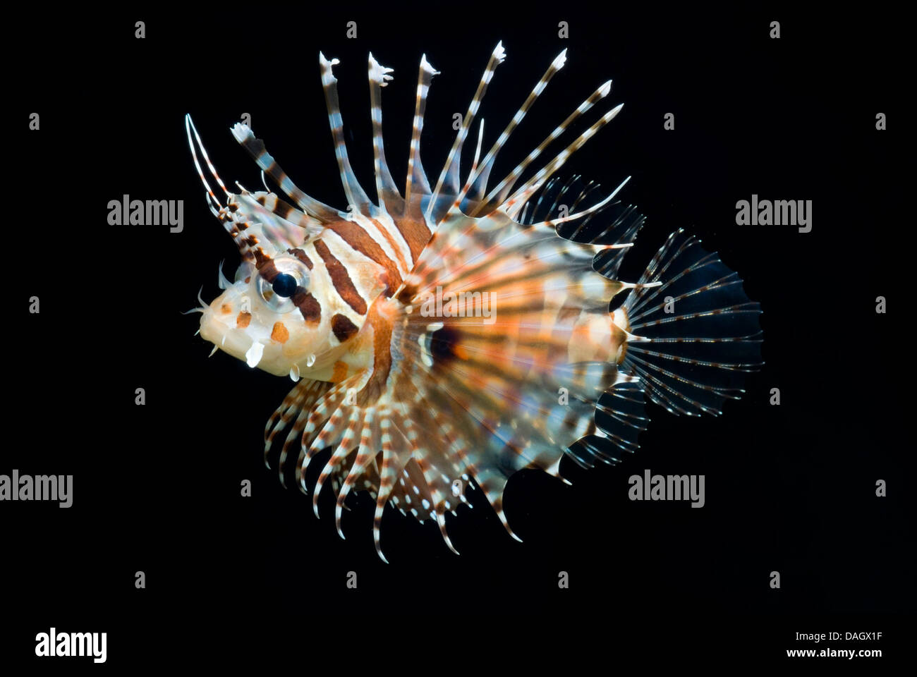Zebra Lion Fish in Black Aquarium Background Stock Photo - Image of deep,  dangerous: 167804306