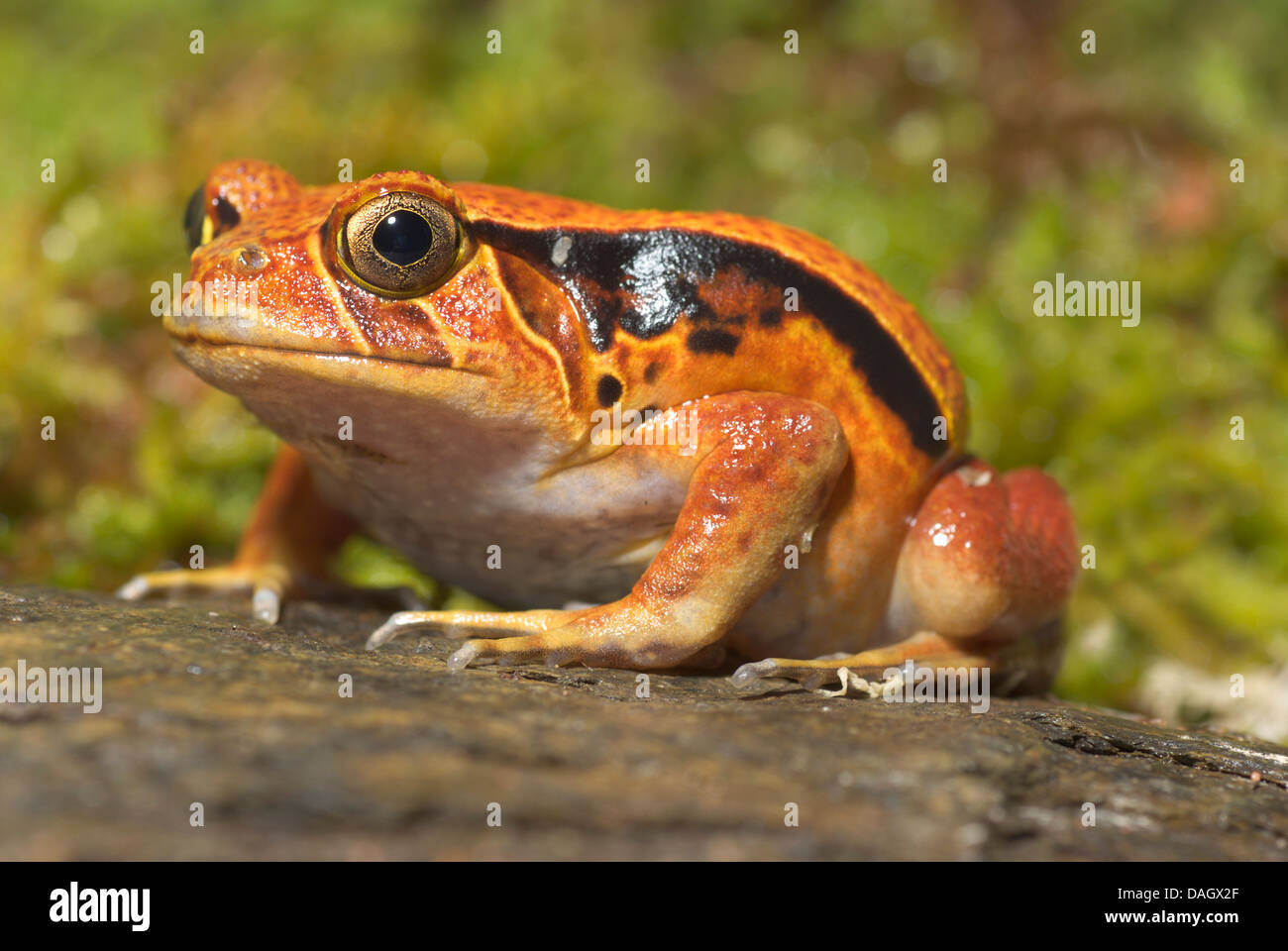 Southern Tomato Frog (Dyscophus sitting on rock Stock Photo