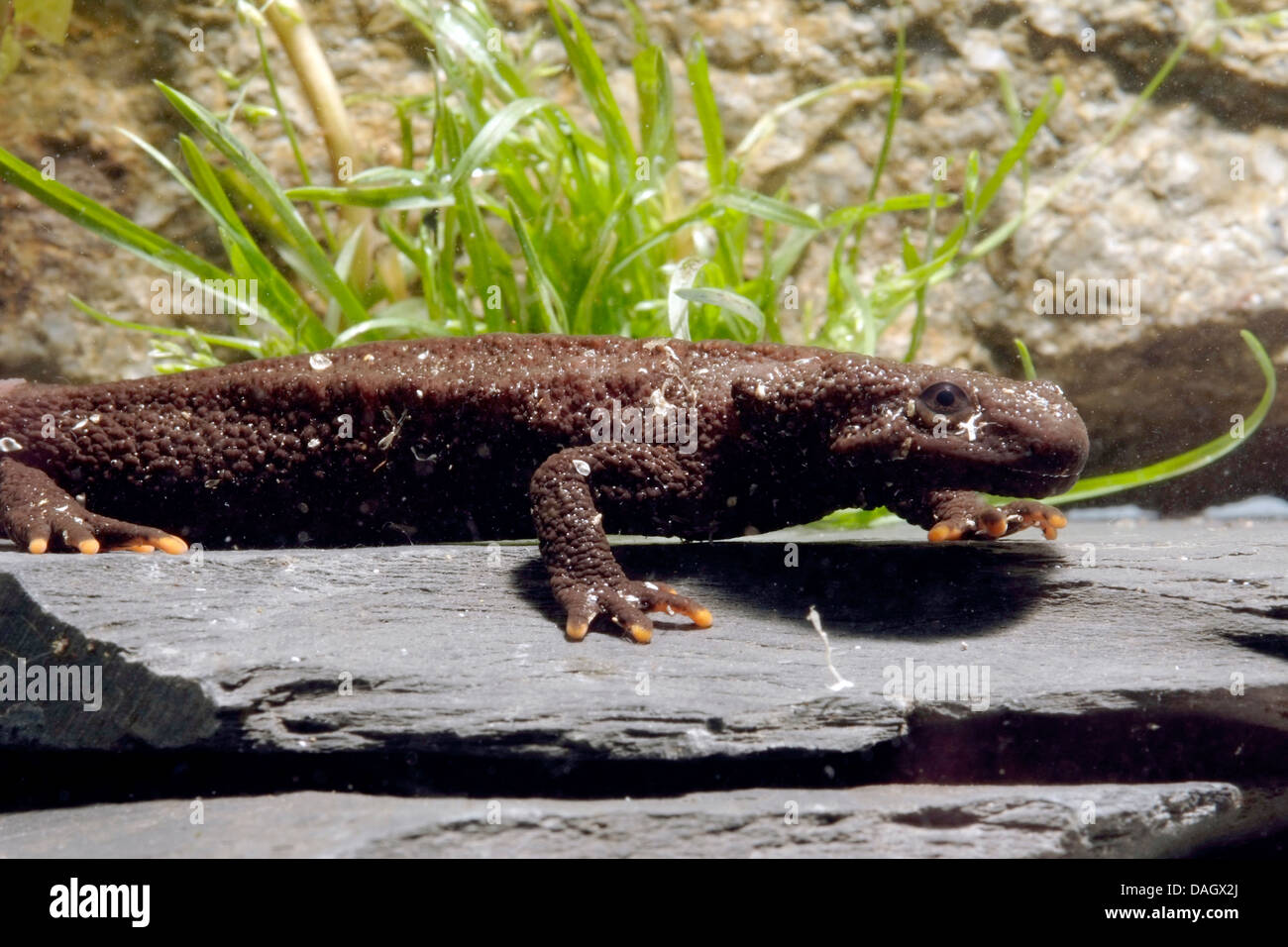 Knobby Newt (Echinotriton asperrimus, Tylototriton asperrimus), sitting on rock at a water ground Stock Photo