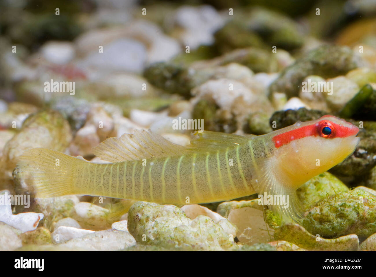Greenbanded Goby, Green banded Goby (Elacatinus multifasciatus), swimming at the pebble ground of a water Stock Photo