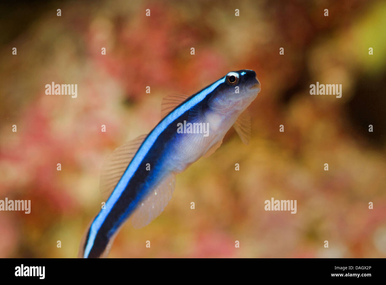 neon goby (Elacatinus oceanops, Gobiosoma oceanops), swimming in free water Stock Photo