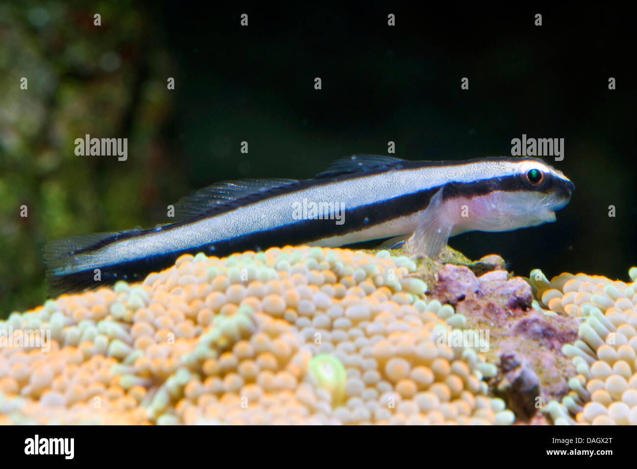 neon goby (Elacatinus oceanops, Gobiosoma oceanops), swimming at a reef Stock Photo