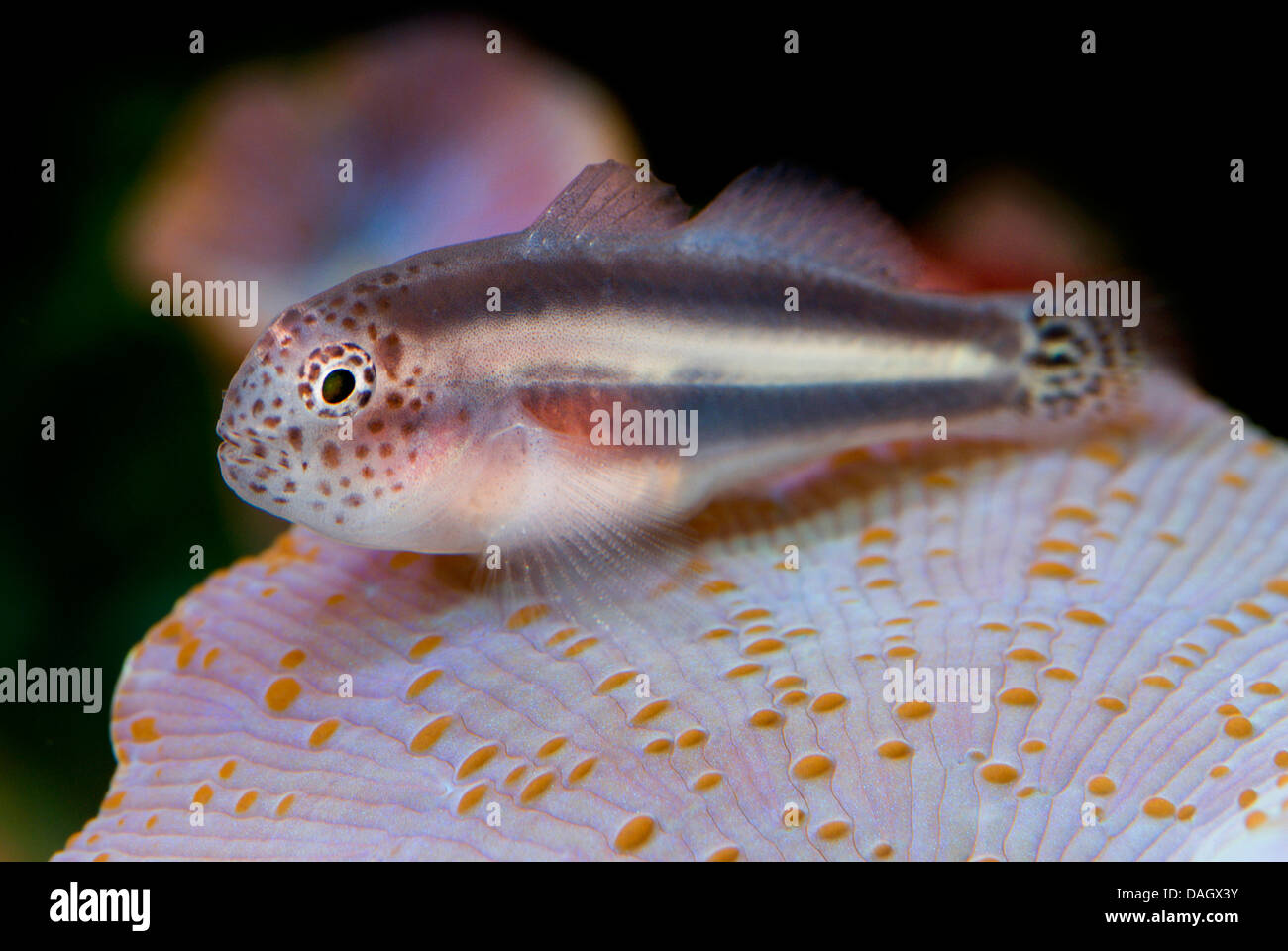 Whitelined coral goby (Gobiodon albofasciatus), at the coral reef Stock Photo