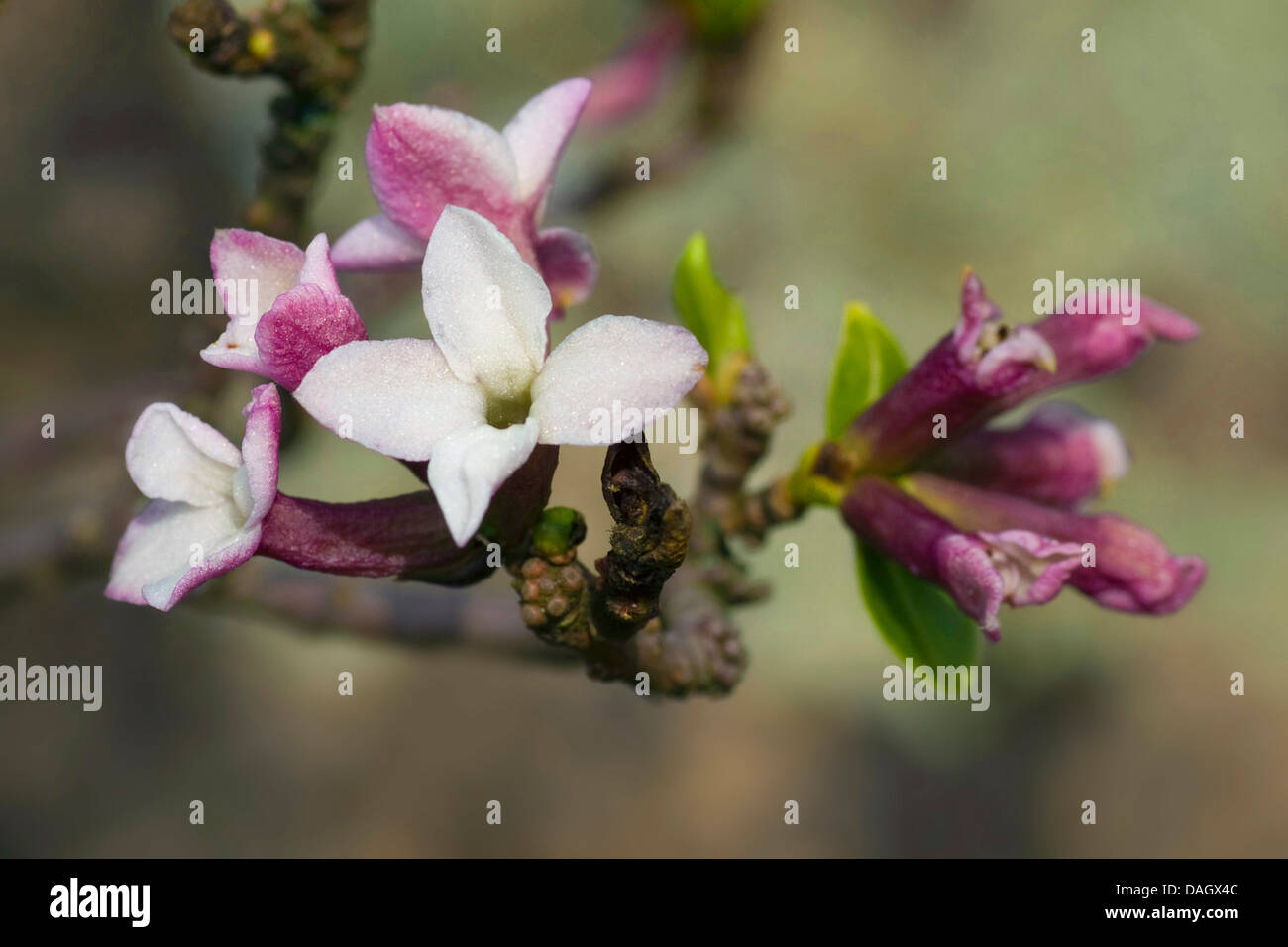 Twin-flowered Daphne (Daphne pontica), flowers Stock Photo