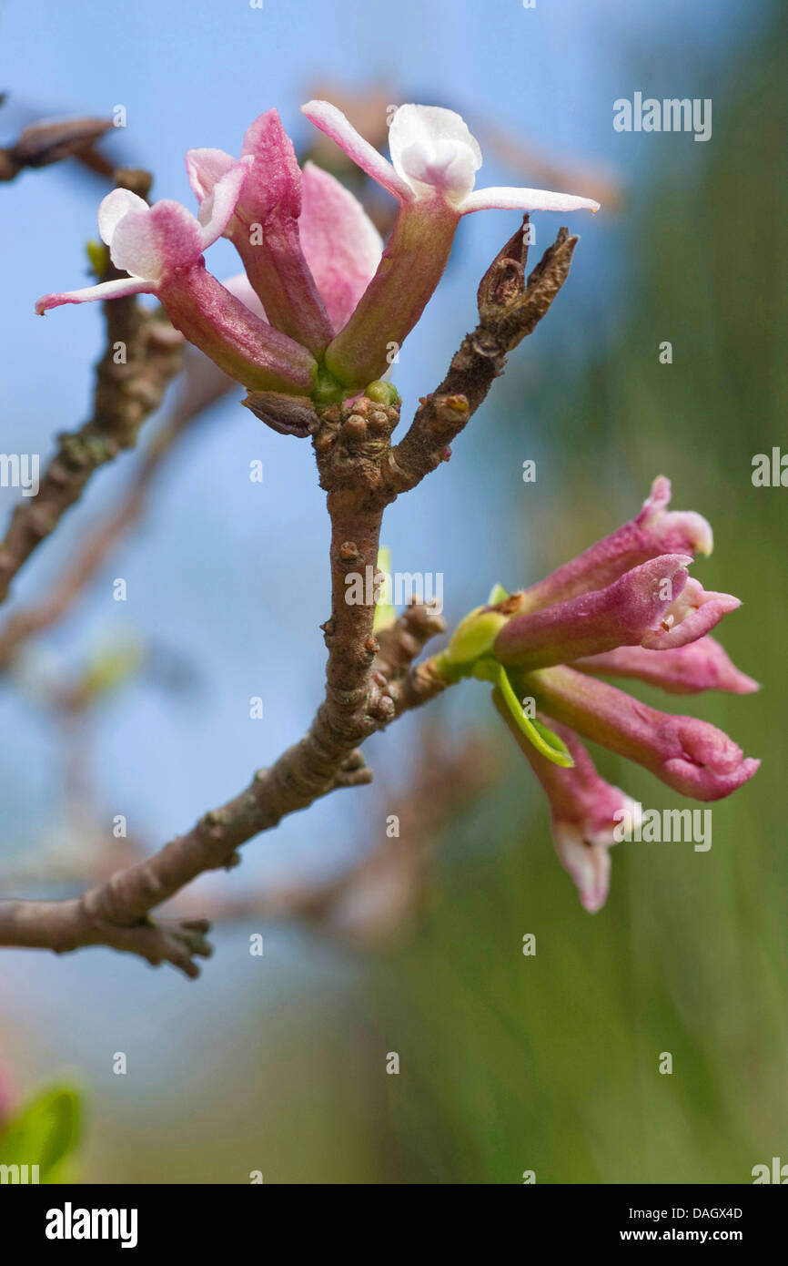 Twin-flowered Daphne (Daphne pontica), twig with flowers Stock Photo