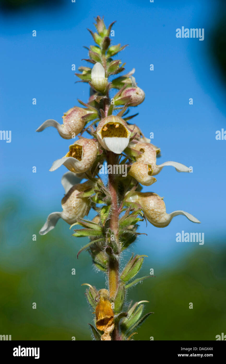 Digitalis Lanata High Resolution Stock Photography and Images Alamy