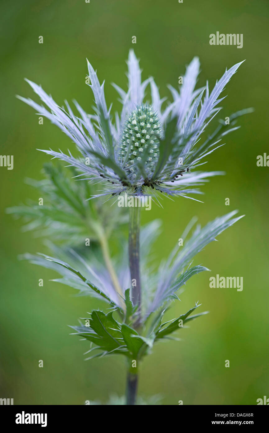 Alpine sea holly, Alpine eryngo, Queen of the alps (Eryngium alpinum