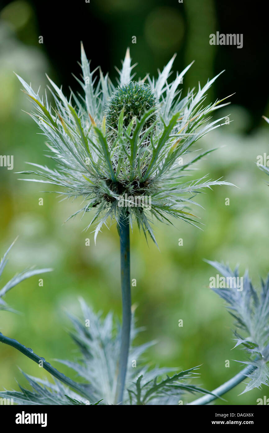 Alpine sea holly, Alpine eryngo, Queen of the alps (Eryngium alpinum