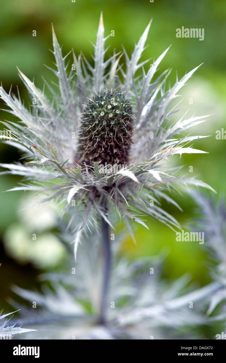 Alpine sea holly, Alpine eryngo, Queen of the alps (Eryngium alpinum