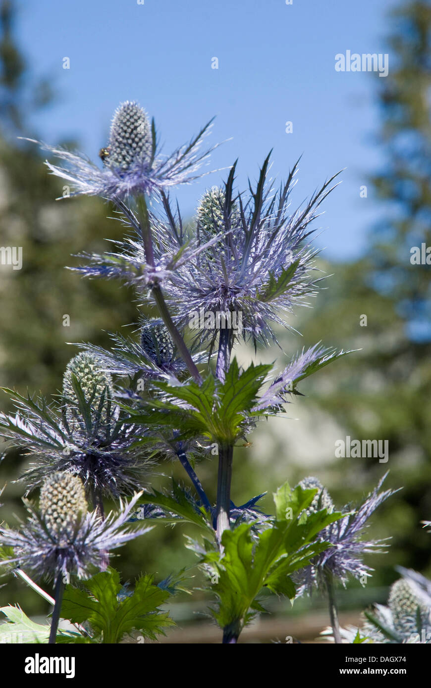 Alpine sea holly, Alpine eryngo, Queen of the alps (Eryngium alpinum