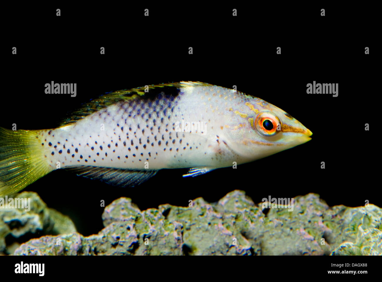 checkerboard wrasse (Halichoeres hortulanus), young fish Stock Photo