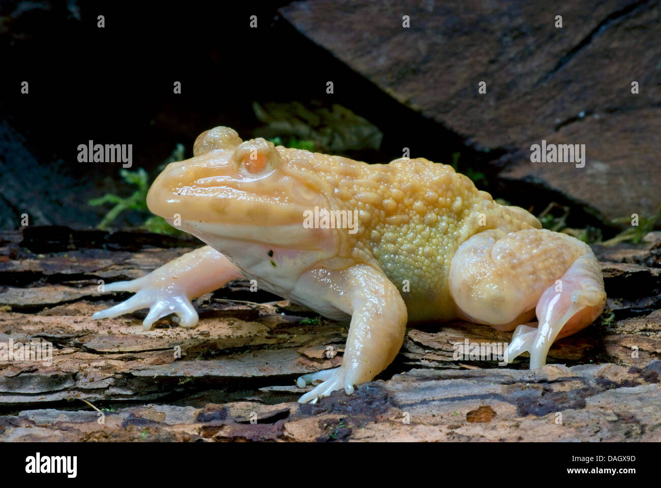 Bull frogs hi-res stock photography and images - Alamy