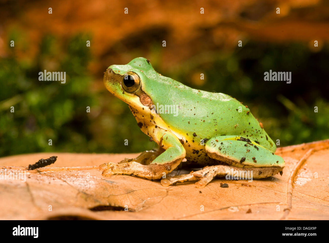 Common Chinese Tree Frog (Hyla chinensis), on brown leaf Stock Photo - Alamy