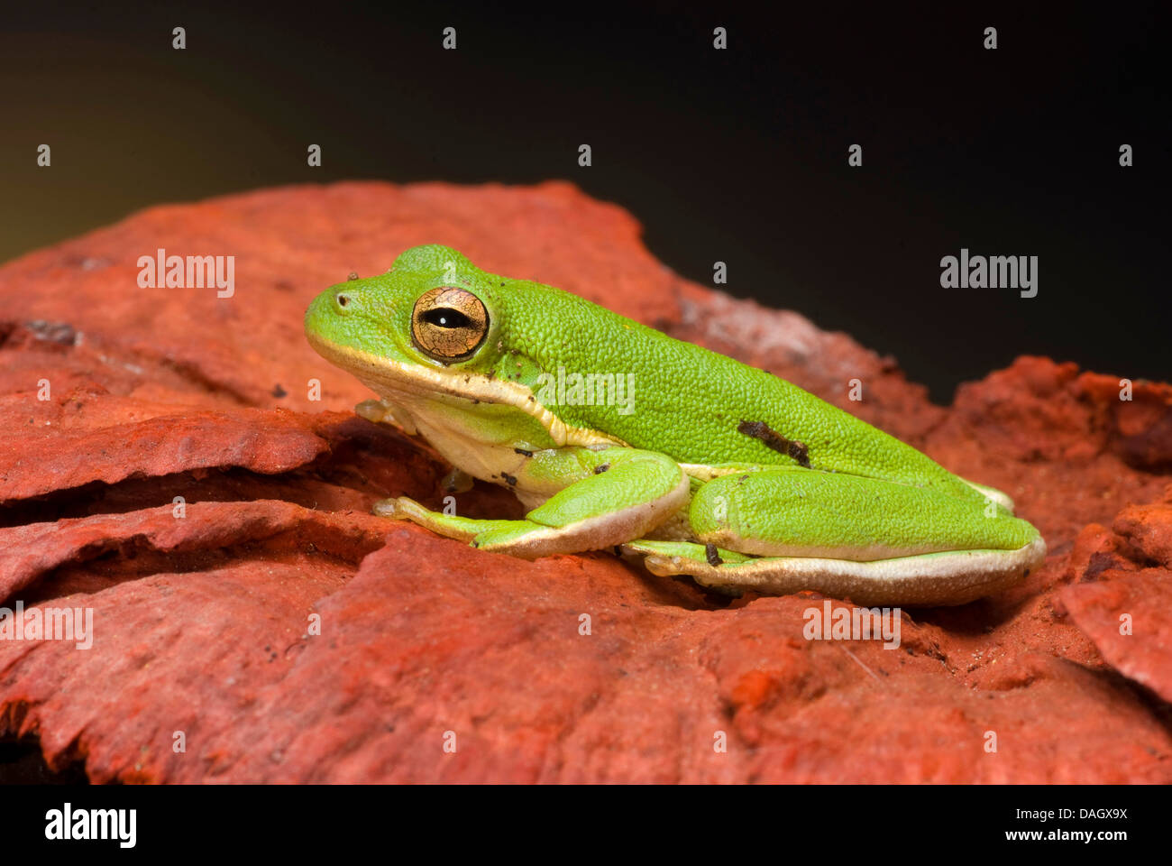 Green Treefrog, North American Green Treefrog (Hyla cinerea), on a stone Stock Photo