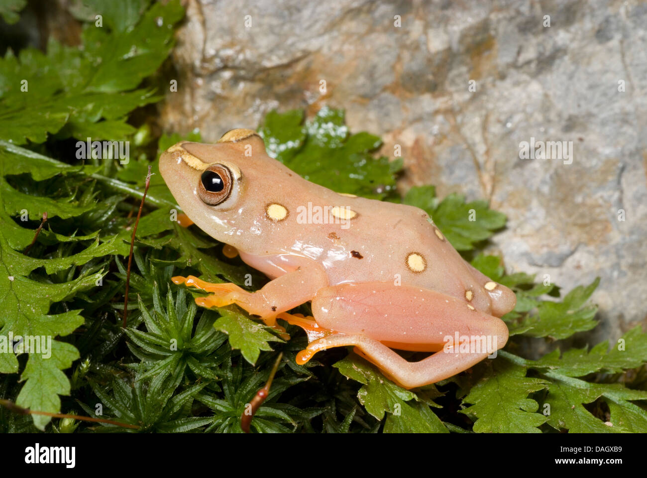 Argus reed frog, African reed frog (Hyperolius argus), on a twig Stock