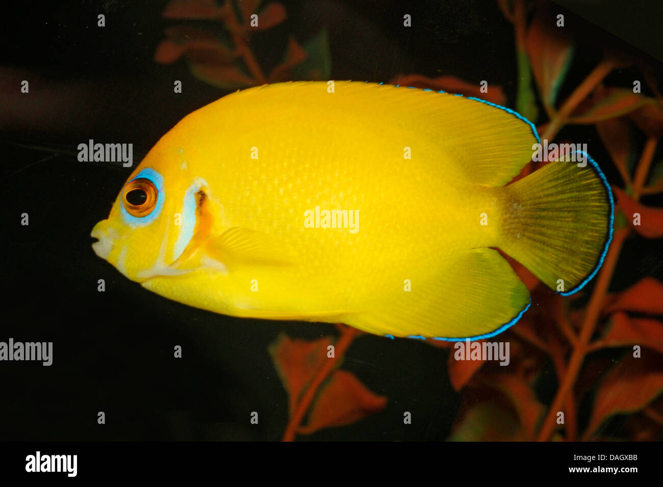 Lemonpeel angelfish Hybrid (Centropyge cf. flavissima x C.vroliki), swimming Stock Photo