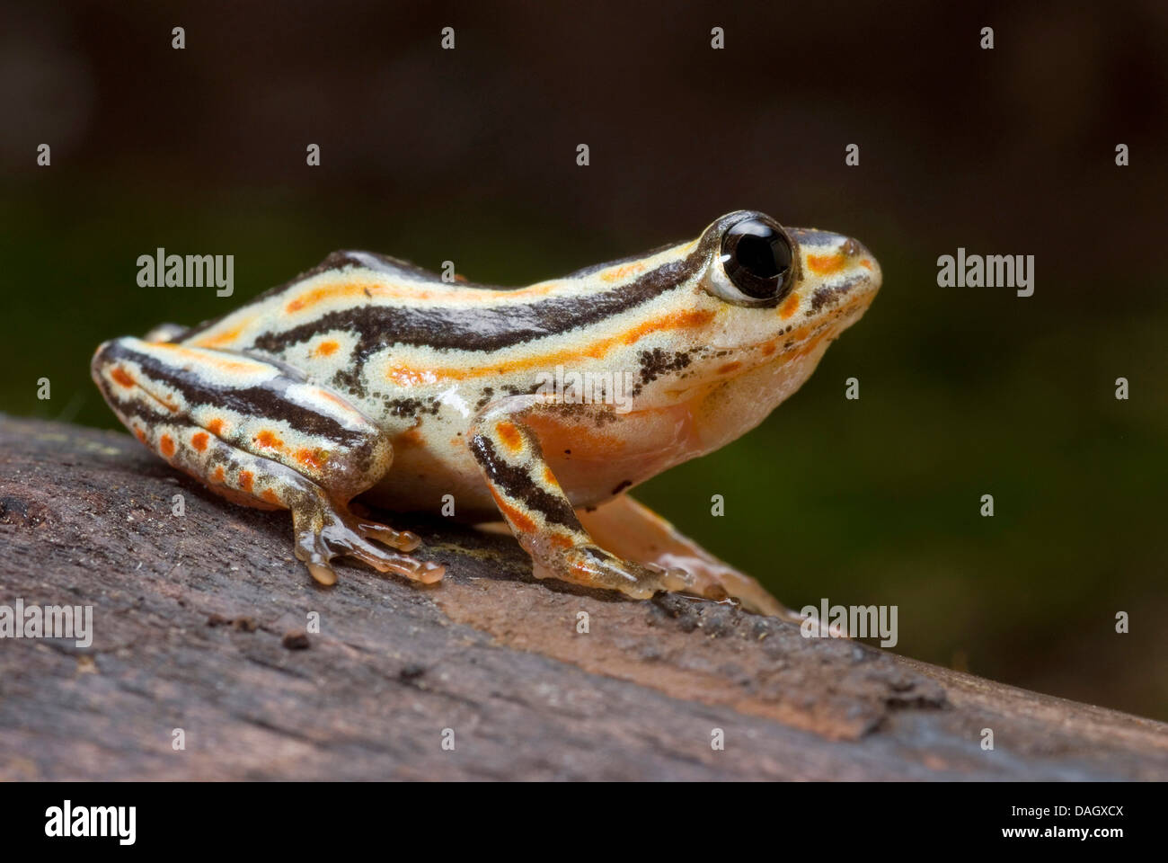 Marbled Reed Frog, Painted Reed Frog (Hyperolius marmoratus), on bark Stock Photo