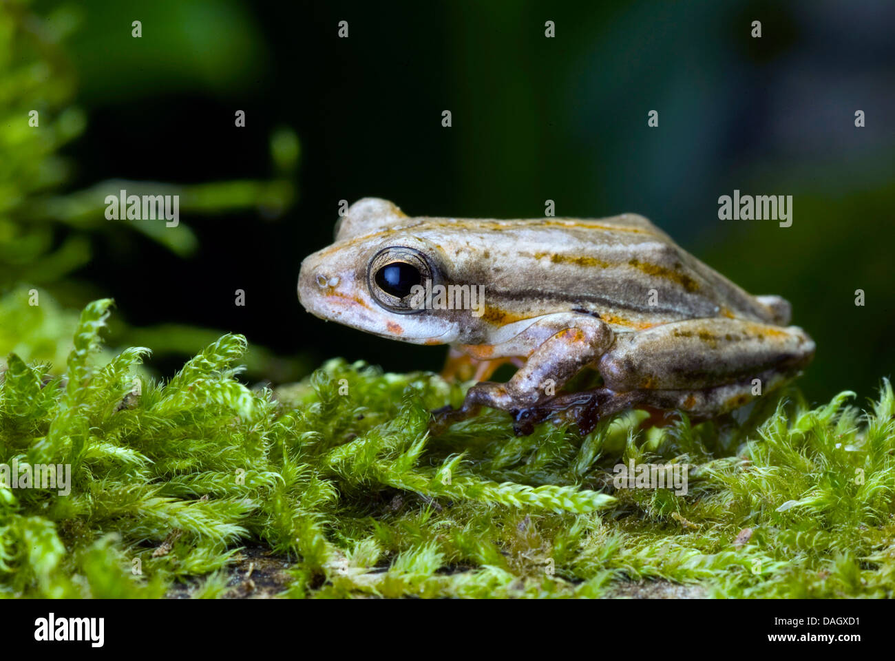 Marbled Reed Frog, Painted Reed Frog (Hyperolius marmoratus), on moss Stock Photo