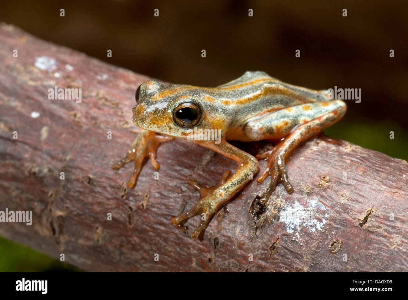 Marbled Reed Frog, Painted Reed Frog (Hyperolius marmoratus), on a branch Stock Photo