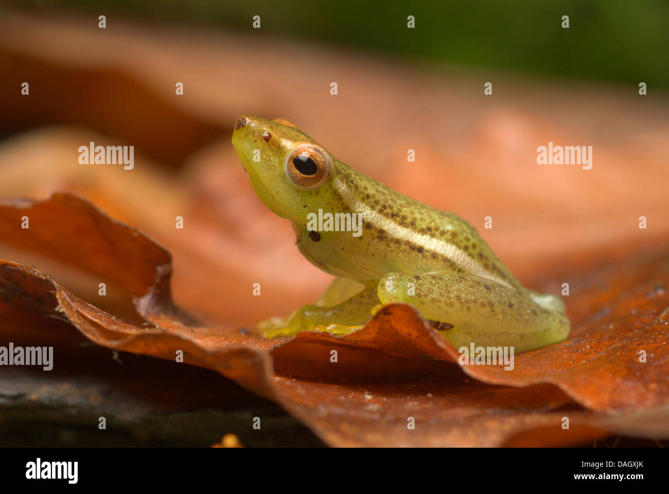 Longnose reed frog, Sharp-nosed African reed frog (Hyperolius nasutus), on brown leaf Stock Photo